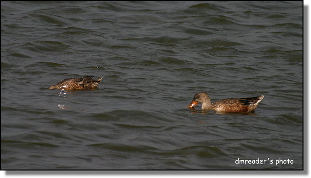 http://lh6.google.com.tw/dmreader8/R1yvRRncV_I/AAAAAAAADIk/geaIGnhSP-8/s800/IMG_5018.JPG