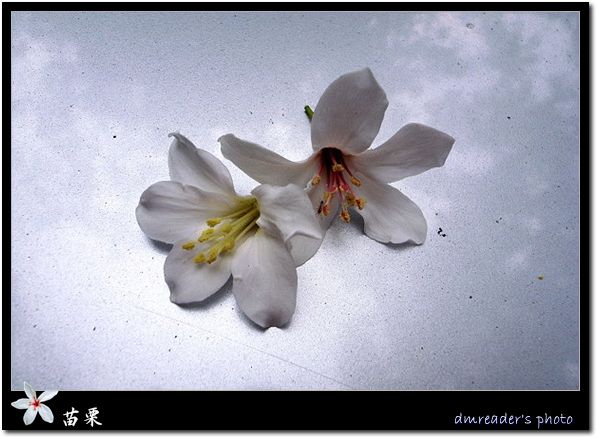 http://lh6.google.com.tw/image/dmreader8/RjQ3MCjtJxI/AAAAAAAABeU/CwO8tf-18j0/s800/R0011232.jpg